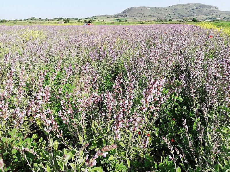 Adaçayı 25 gr